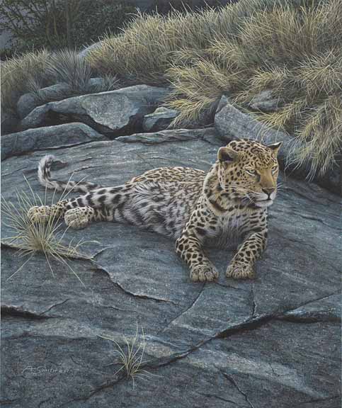AS – African – Leopard 4 © Adam Smith