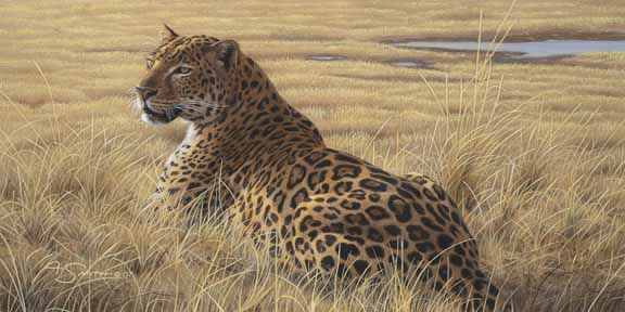 AS – African – Leopard 5 © Adam Smith
