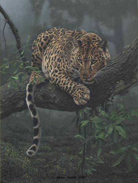 AS – African – Leopard in Tree © Adam Smith