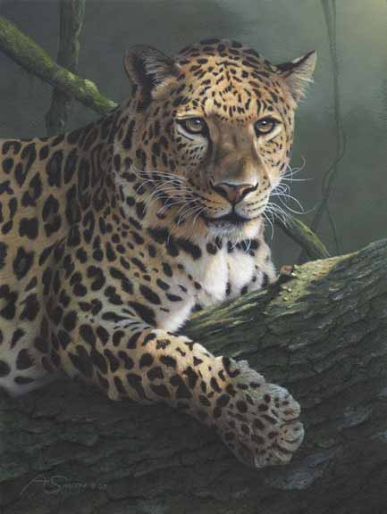 AS – African – Leopard © Adam Smith
