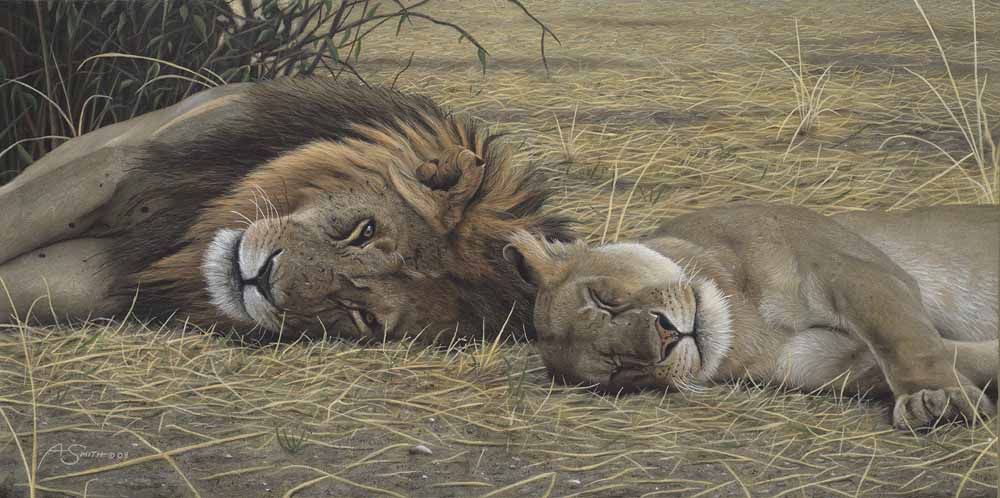 AS – African – Lion and Lioness © Adam Smith