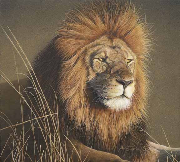 AS – African – Lion © Adam Smith