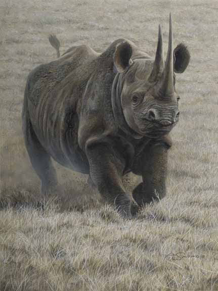 AS – African – White Rhino © Adam Smith