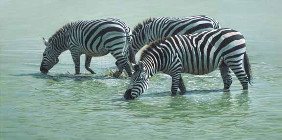 AS – African – Zebras Drinking 2 © Adam Smith