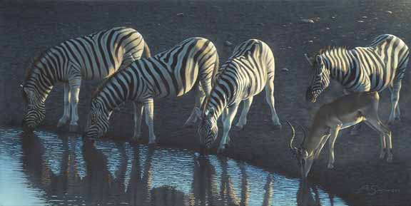 AS – African – Zebras Drinking © Adam Smith