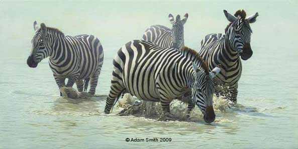 AS – African – Zebras Swimming © Adam Smith