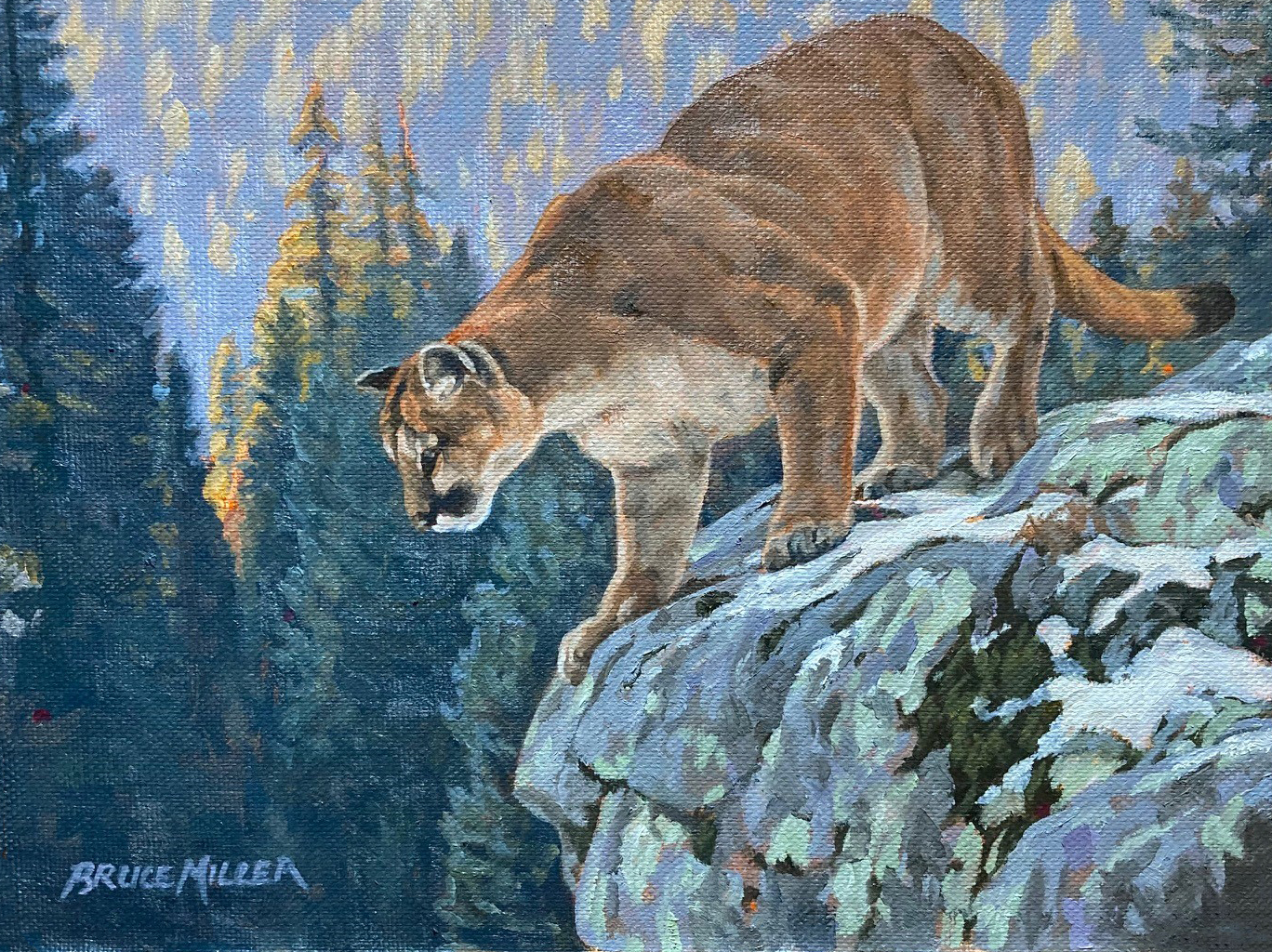 BM2 – Cougar © Bruce Miller