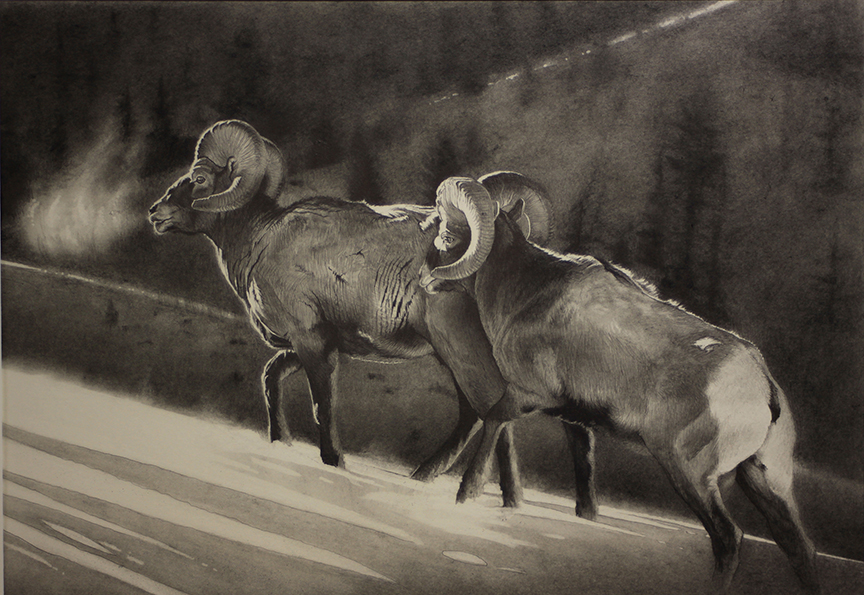 CJ – High Country Bighorns © Cole Johnson