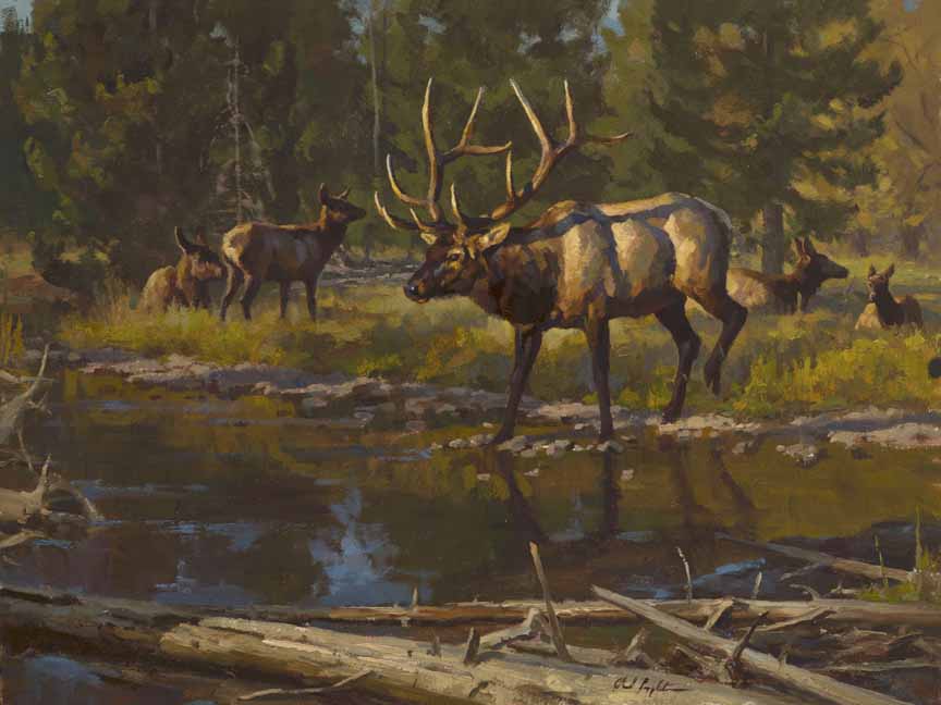 CP – Elk Crossing Stream © Chad Poppleton