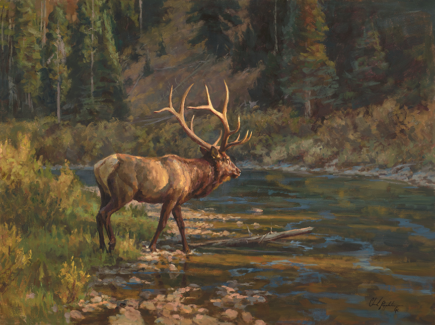 CP – Elk © Chad Poppleton