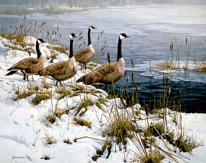 JSL – 1Wildlife – Among the Cattails – Canada Geese © John Seerey-Lester