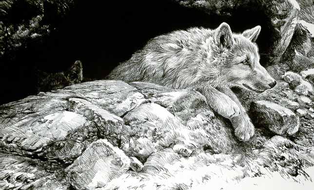 JSL – 1Wildlife – Arctic Wolf Pups © John Seerey-Lester