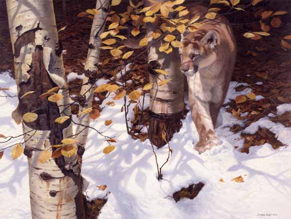 JSL – 1Wildlife – Autumn – Cougar © John Seerey-Lester