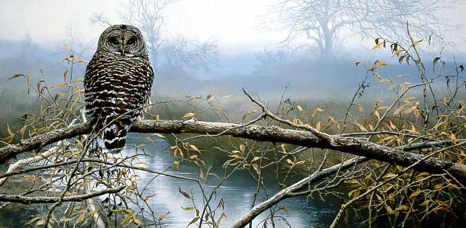 JSL – 1Wildlife – Autumn Mist – Barred Owl © John Seerey-Lester