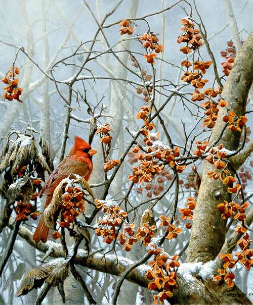 JSL – 1Wildlife – Bittersweet Winter – Cardinal © John Seerey-Lester