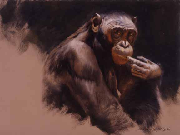 JSL – 1Wildlife – Bonobo – Chimpanzee © John Seerey-Lester