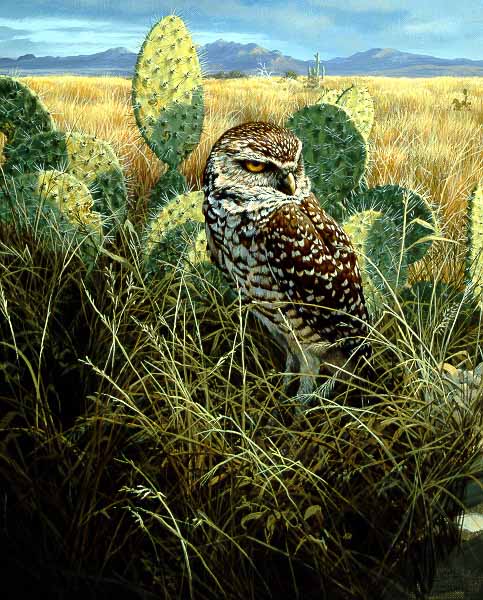 JSL – 1Wildlife – Burrowing Owl © John Seerey-Lester