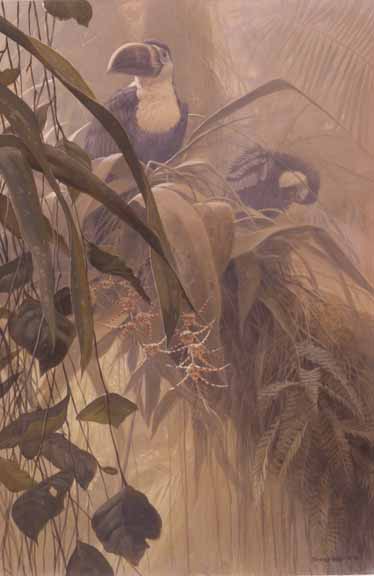JSL – 1Wildlife – Canopy Dawn – Cuviers Toucans © John Seerey-Lester
