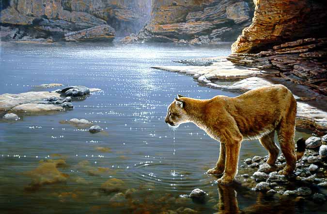JSL – 1Wildlife – Canyon Creek – Cougar © John Seerey-Lester