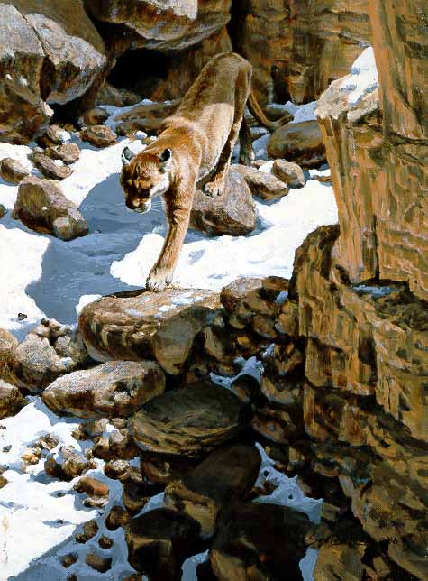 JSL – 1Wildlife – Canyon Trail – Cougar © John Seerey-Lester