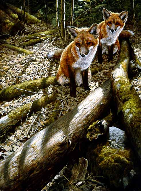 JSL – 1Wildlife – Children of the Forest – Red Fox Kits © John Seerey-Lester