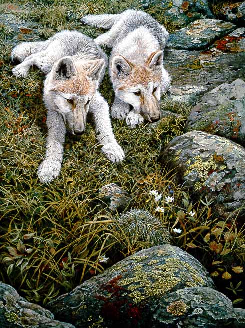 JSL – 1Wildlife – Children of the Tundra – Arctic Wolf Pups © John Seerey-Lester
