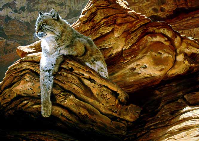 JSL – 1Wildlife – Cliff Hanger – Bobcat © John Seerey-Lester