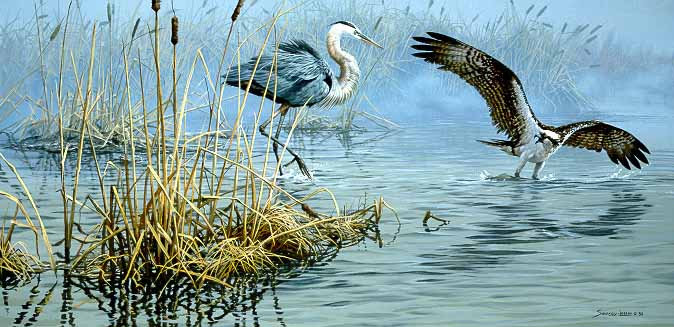 JSL – 1Wildlife – Conflict at Dawn – Osprey and Great Blue Heron © John Seerey-Lester