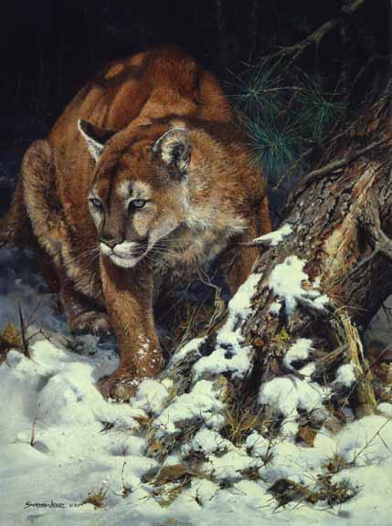 JSL – 1Wildlife – Cougar Portrait © John Seerey-Lester