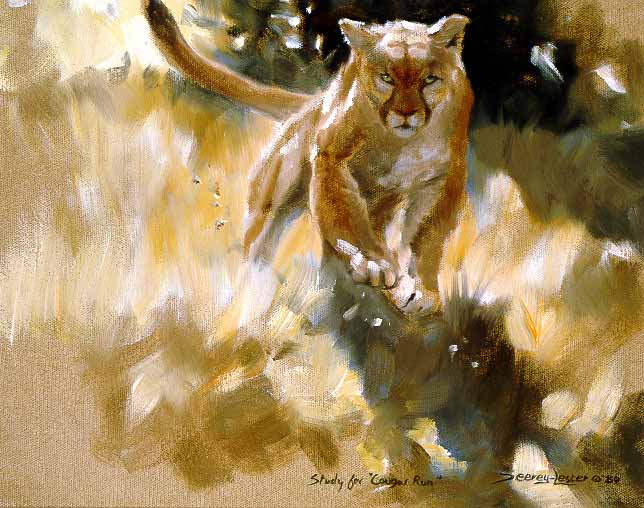 JSL – 1Wildlife – Cougar Run Study © John Seerey-Lester