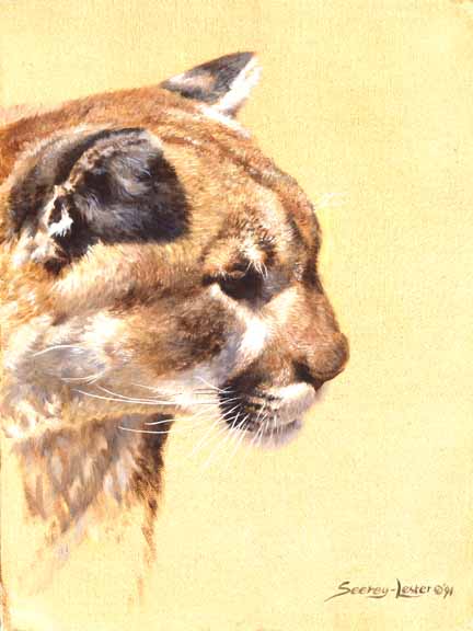 JSL – 1Wildlife – Cougar Study © John Seerey-Lester
