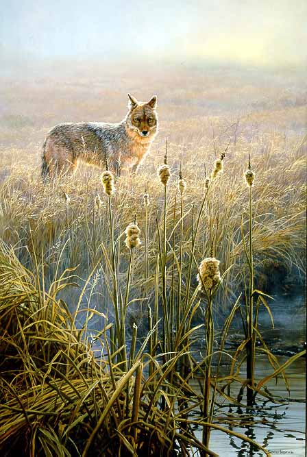 JSL – 1Wildlife – Dawn on the Marsh – Coyote © John Seerey-Lester