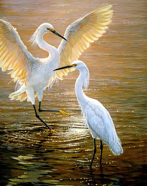 JSL – 1Wildlife – Evening Duet – Snowy Egrets © John Seerey-Lester