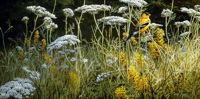 JSL – 1Wildlife – Evening Meadow – American Goldfinch © John Seerey-Lester