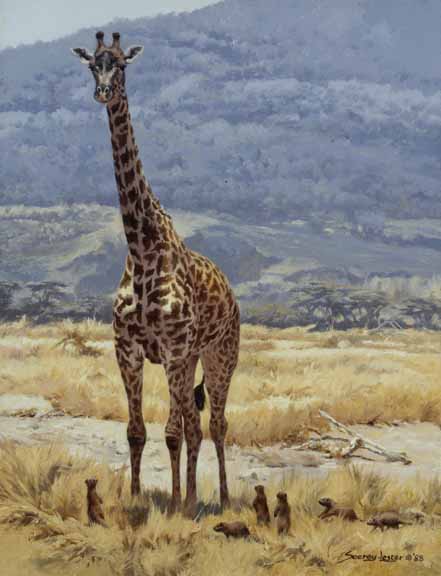 JSL – 1Wildlife – Extremes – Giraffe and Mongoose © John Seerey-Lester