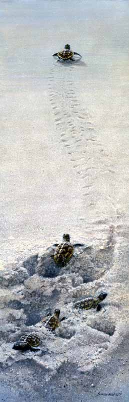 JSL – 1Wildlife – Finding the Way – Turtle Hatchlings © John Seerey-Lester