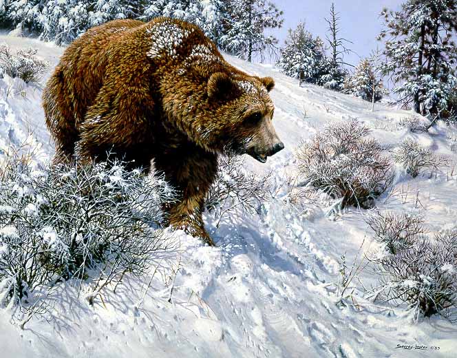 JSL – 1Wildlife – First Snow – Grizzly Bear © John Seerey-Lester