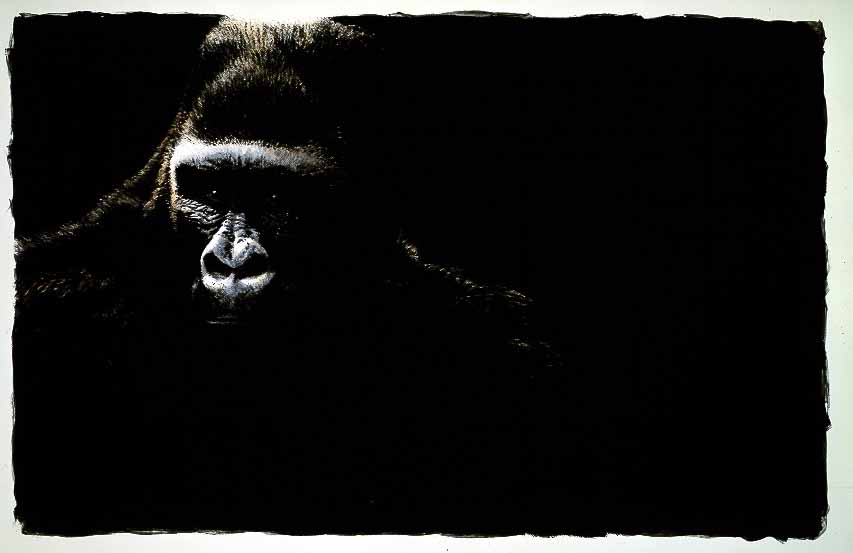 JSL – 1Wildlife – Gorilla © John Seerey-Lester