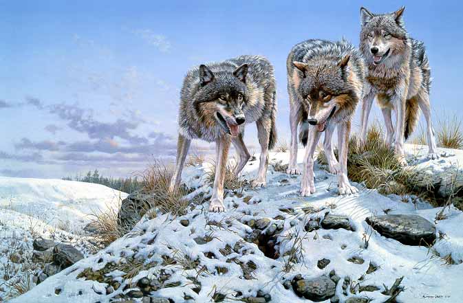 JSL – 1Wildlife – High Ground – Wolves © John Seerey-Lester