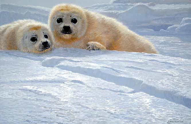 JSL – 1Wildlife – Ice Companions – Harp Seal Pups © John Seerey-Lester