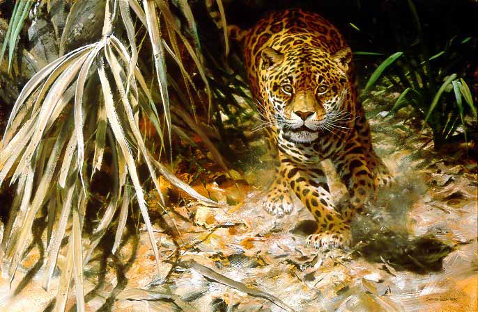 JSL – 1Wildlife – Into the Clearing – Jaguar © John Seerey-Lester