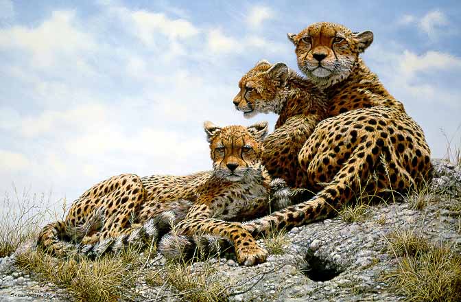 JSL – 1Wildlife – Kenyan Family – Cheetahs © John Seerey-Lester