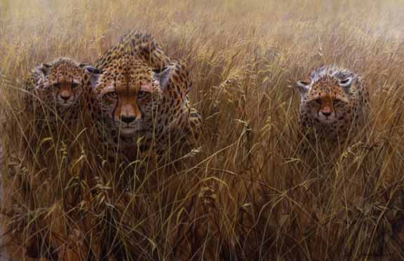 JSL – 1Wildlife – Kidogo Hunt – Cheetahs © John Seerey-Lester