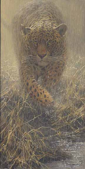 JSL – 1Wildlife – Leopard © John Seerey-Lester