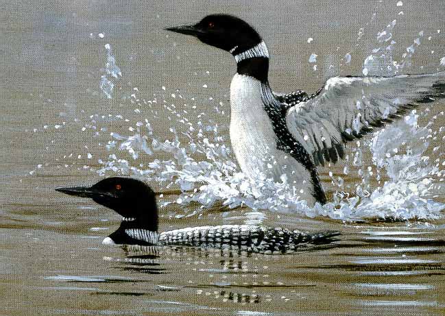 JSL – 1Wildlife – Loon Sketch © John Seerey-Lester