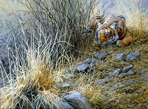 JSL – 1Wildlife – Lying in Wait – Bengal Tiger © John Seerey-Lester