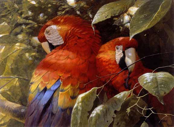JSL – 1Wildlife – Macaw Pair © John Seerey-Lester