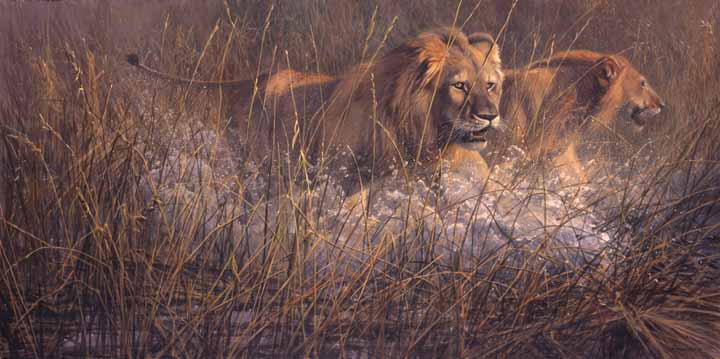 JSL – 1Wildlife – Marsh Ambush – Young Male Lions © John Seerey-Lester