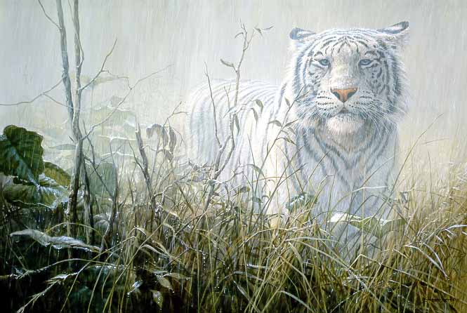 JSL – 1Wildlife – Monsoon – White Tiger © John Seerey-Lester