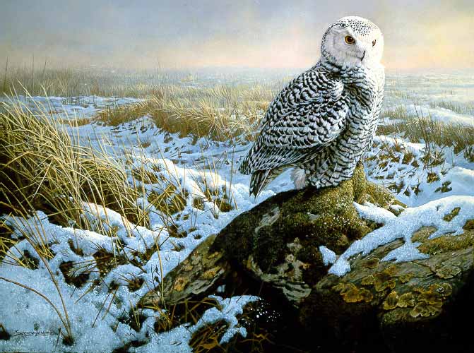 JSL – 1Wildlife – Morning Mist – Snowy Owl © John Seerey-Lester